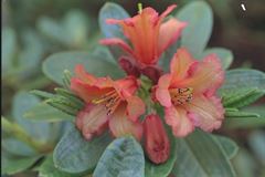 R.dichroanthum var. apodectum